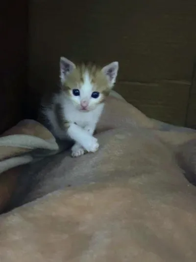 Peach, adopted