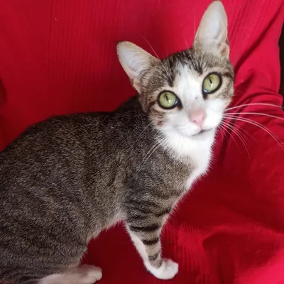 Misma, adopted