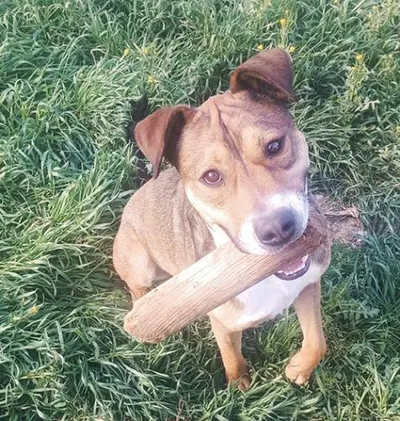 Garbanso, adopted
