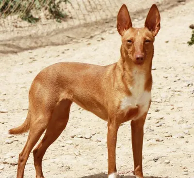 Lynn, adopted