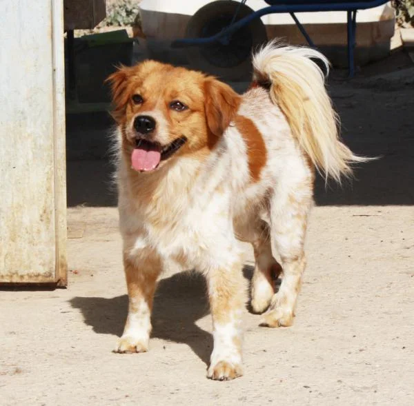 Collie