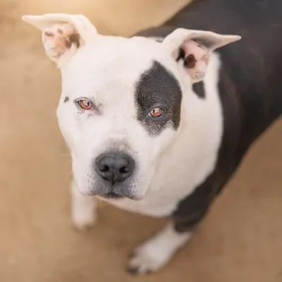 Musa, adopted