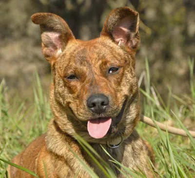 Nana, adopted