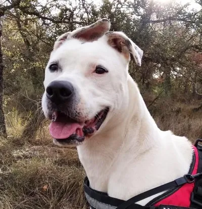 Lexus, adopted