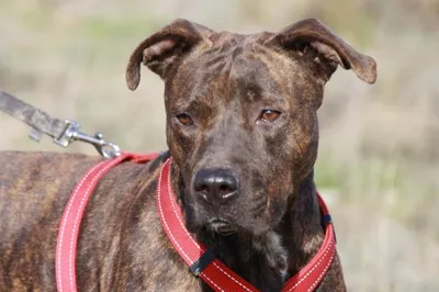 Tecla, adopted