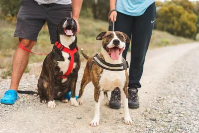 Ansca&Bel (conjunta), adopted