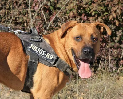 Cabesa, adopted