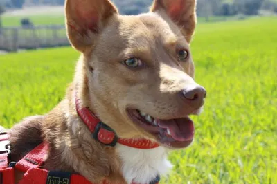 Santino, adopted