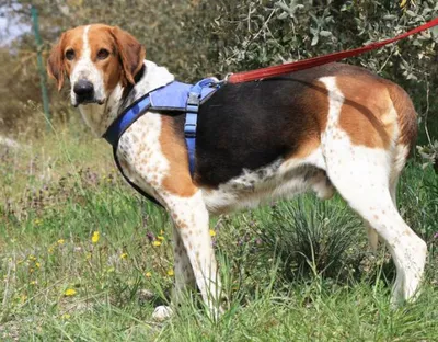 Pepet, adopted