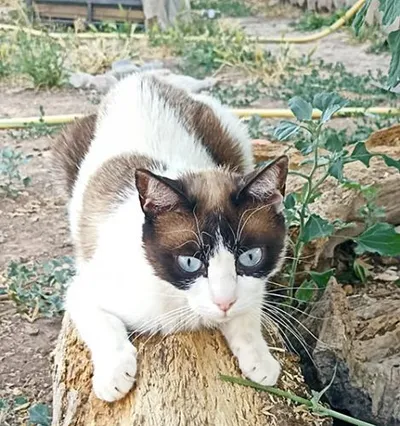 Mini, adopted