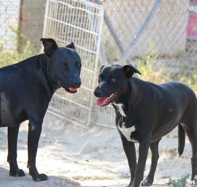 Ayana & Shani, adopted