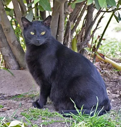 Guisante, adopted