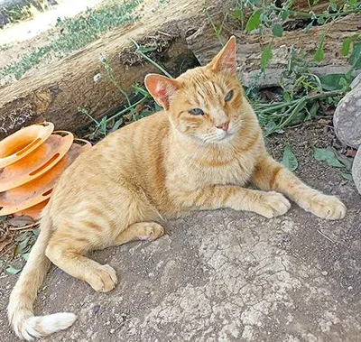 Rudolf, adopted