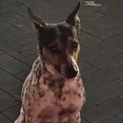 Perro, adopted