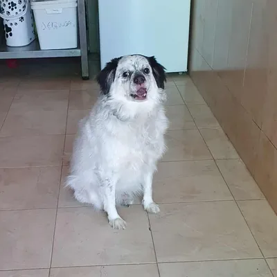 Cosco, adopted