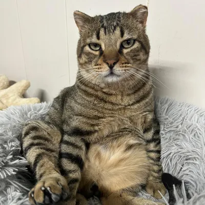 Gato, adopted
