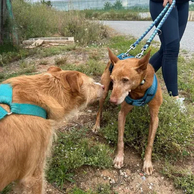 Perro senior, adopted
