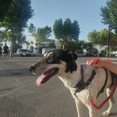 Finn, adopted