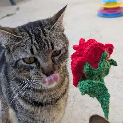 Gata, adopted