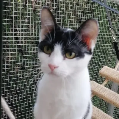 Luna, adopted
