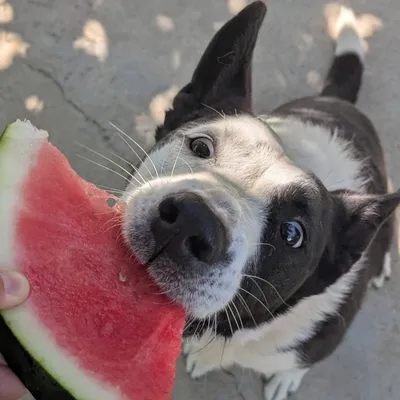 Perro, adopted