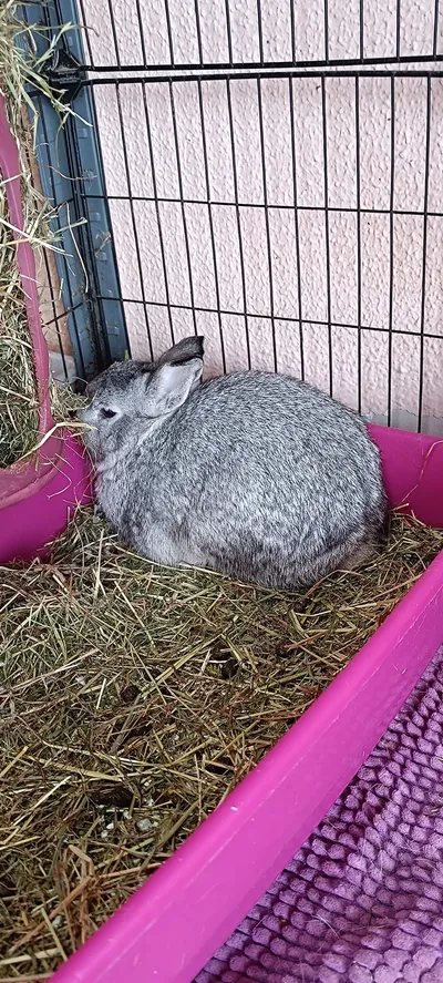 Millo, adopted
