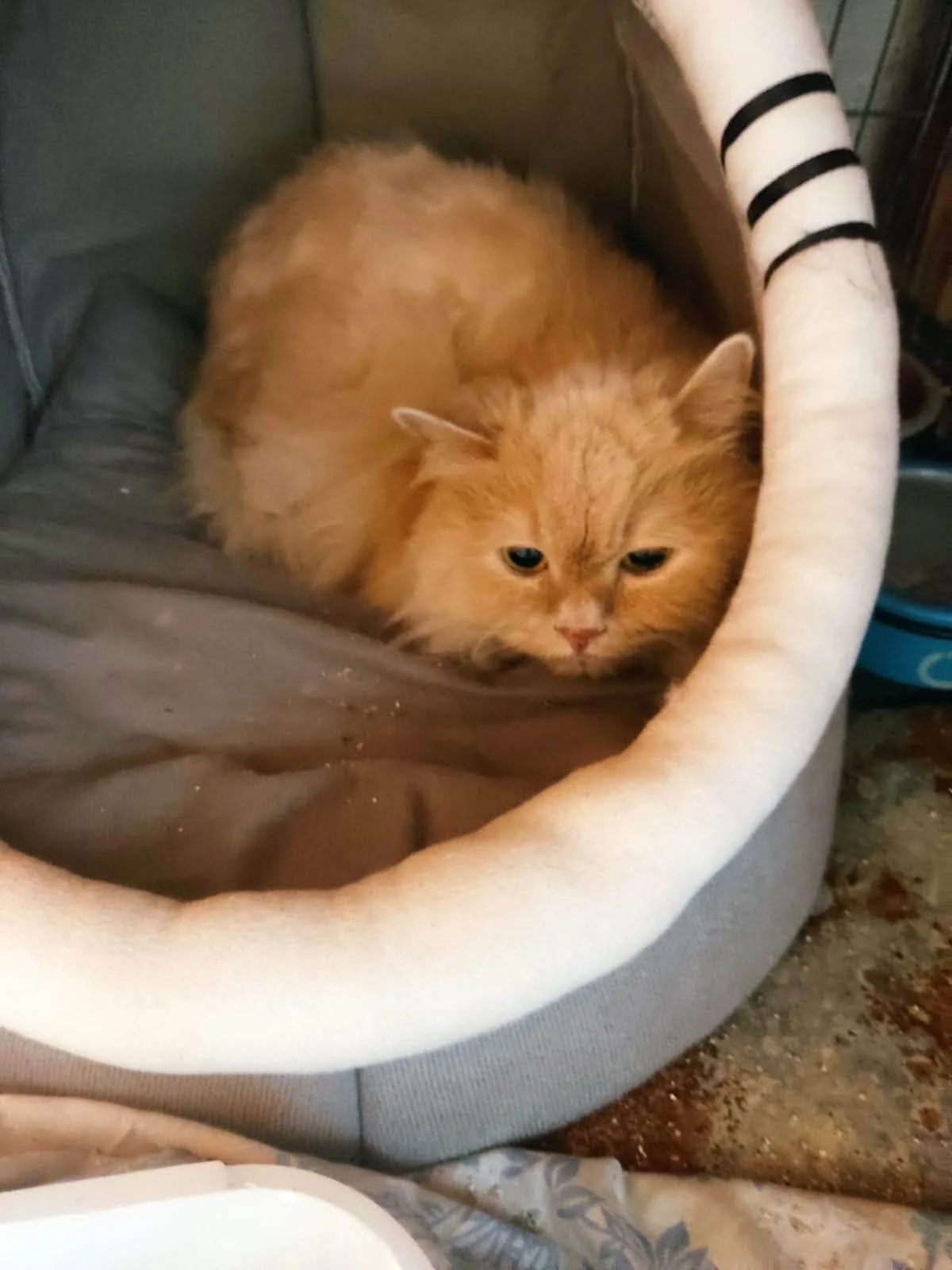Persian