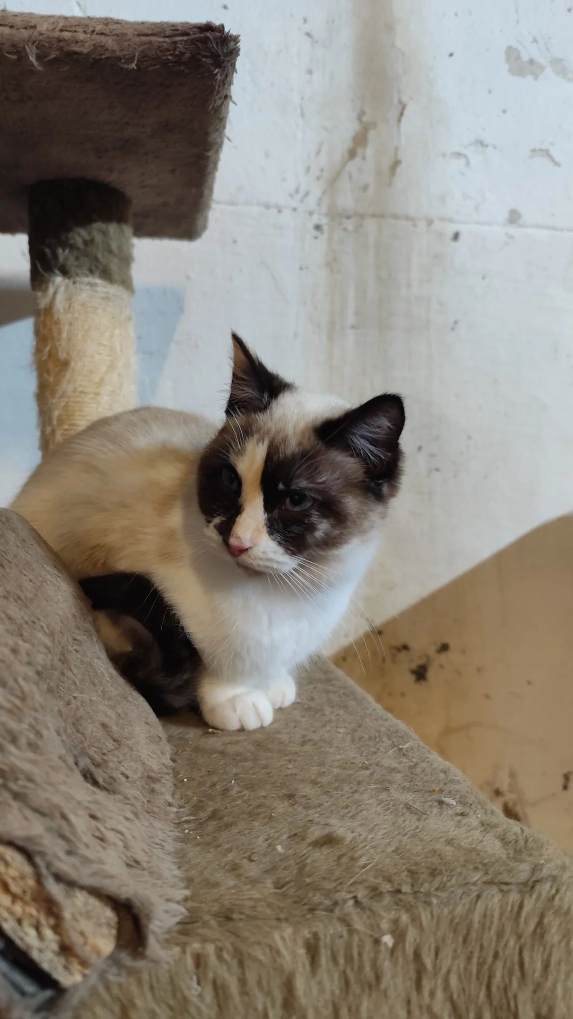 Ragdoll