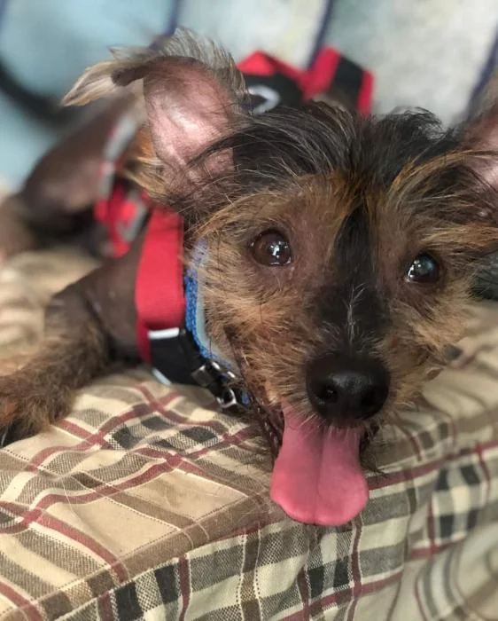 Chinese Crested