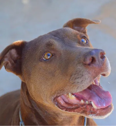Biscuit, adopted