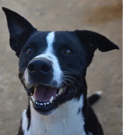 Chess Reserved, adopted