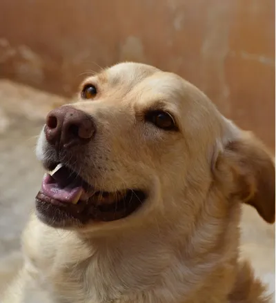 Colt, adopted