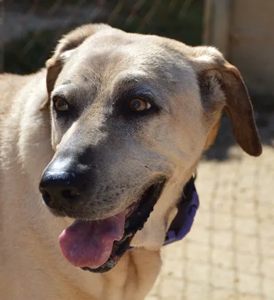 Lady, adopted