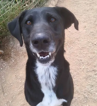 Negrito, adopted