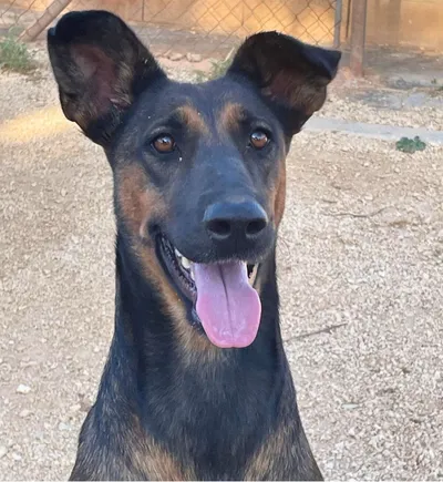 Peach, adopted