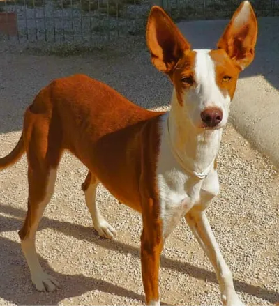 Piri, adopted