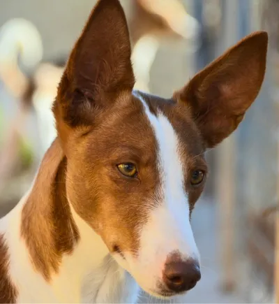 Pixie Reserved, adopted