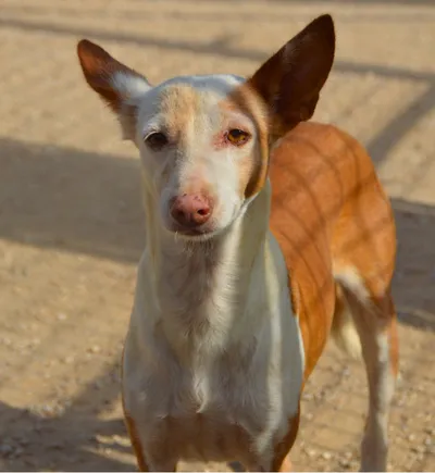 Prisca, adopted