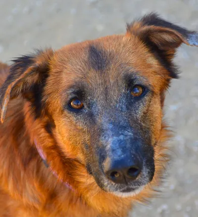 Romo, adopted