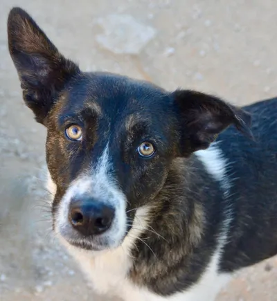 Salsa Reserved, adopted