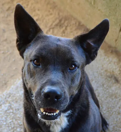 Spike, adopted