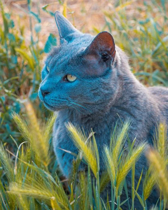 Russian Blue