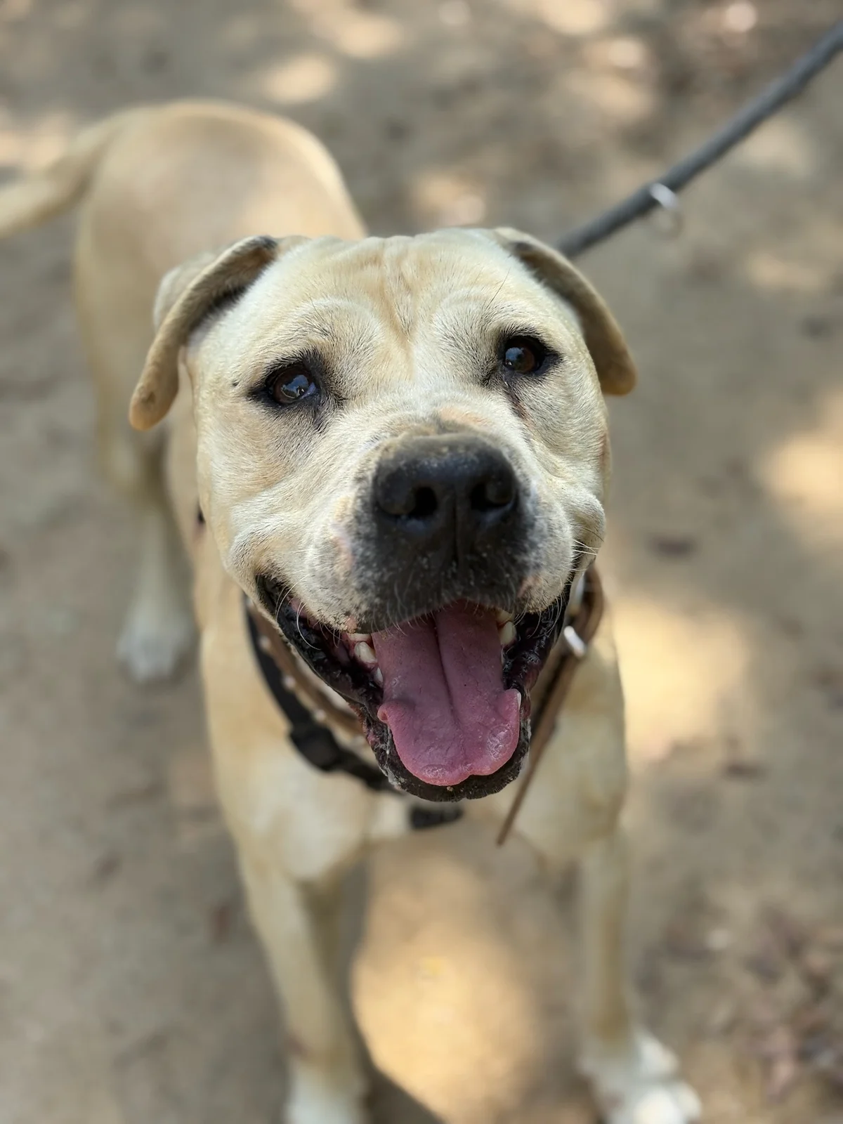 Pit Bull Terrier