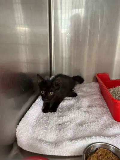 Chip, adopted