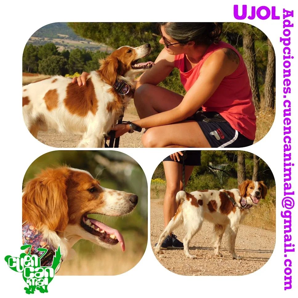 Brittany Spaniel