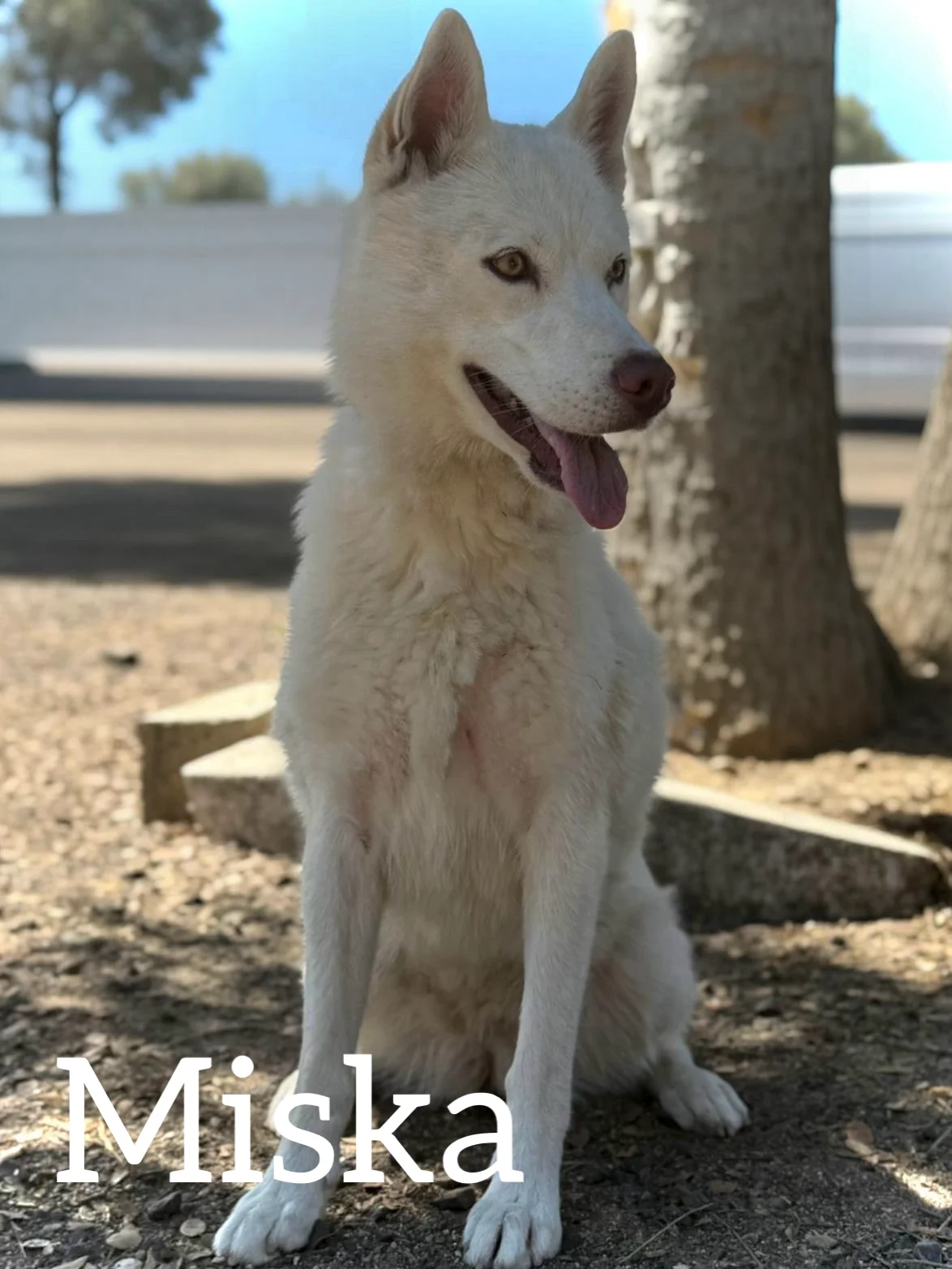 Samoyed
