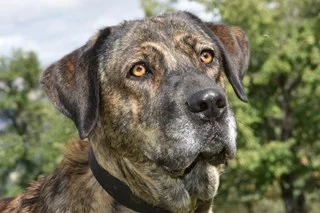 Spanish Mastiff