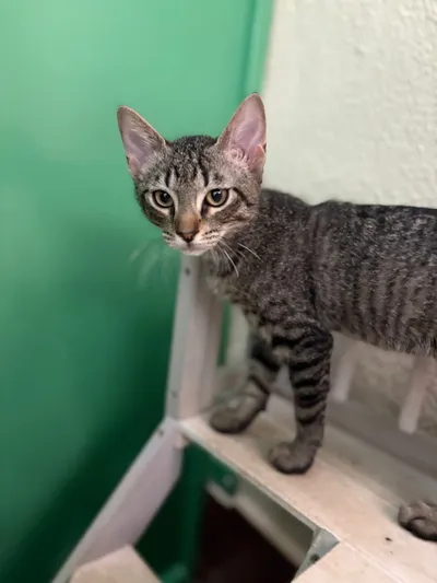 DANTE, adopted