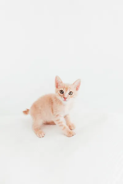 Rafa, adopted