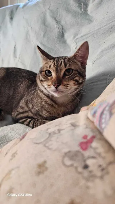 Rico, adopted